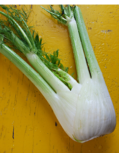 Herb? Vegetable? Both: Caramelized Fennel with Fettuccine and Goat ...